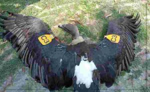 कुशीनगर में जीपीएस