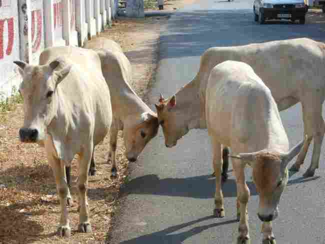 उत्तर प्रदेश में गायों